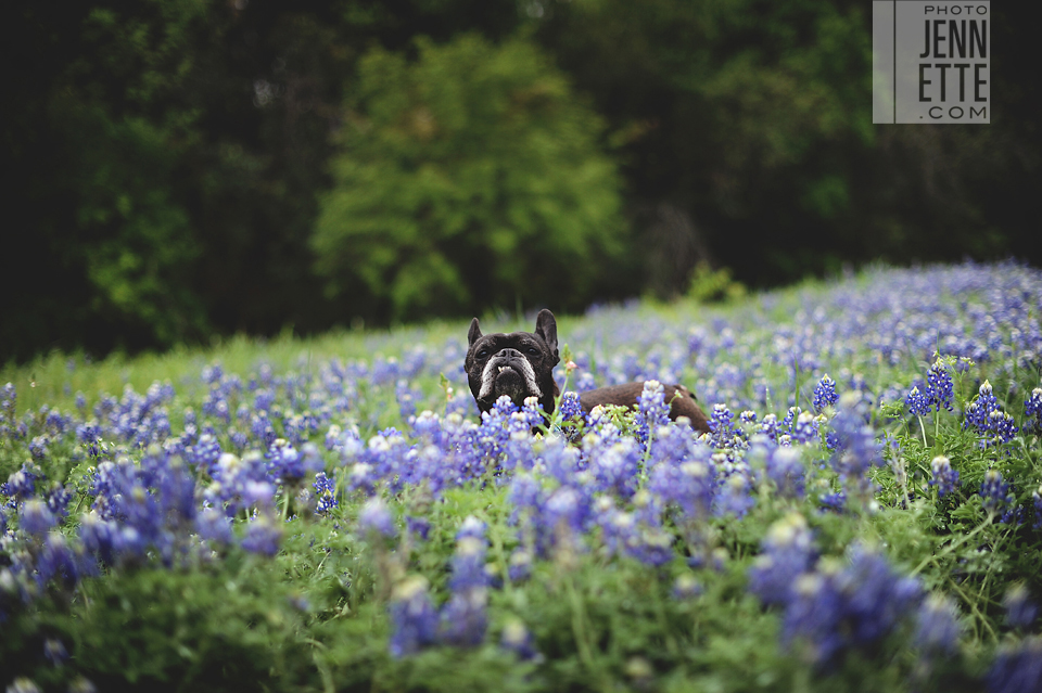 bluebonnet engagement photography - http://yonder.photojennette.com/laura-josh